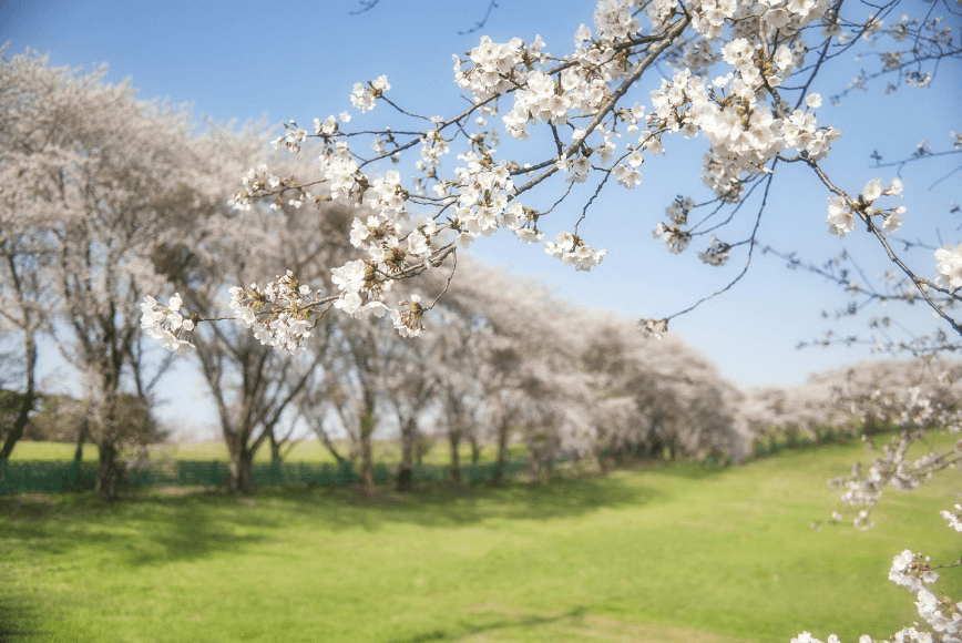 일본 벚꽃 개화시기 관련사진