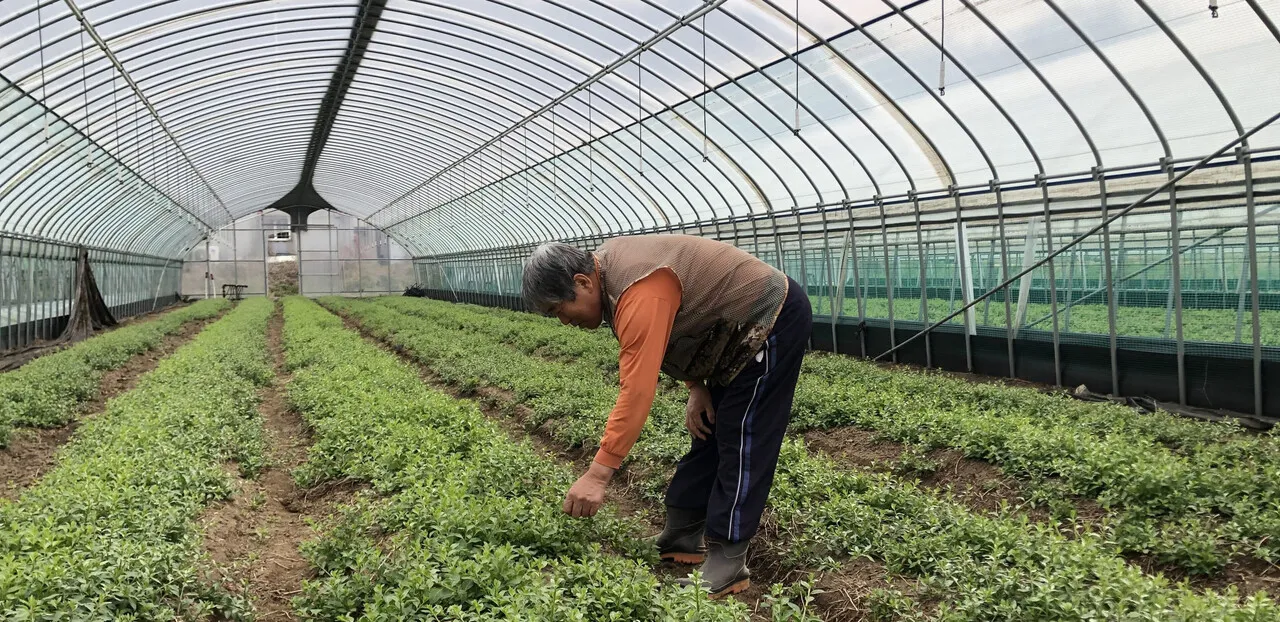 구기자 재배 삽목 번식 가지치기 건조 보관_5