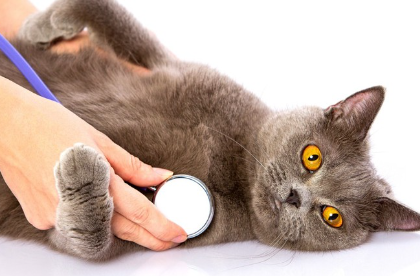 청진기와 고양이.