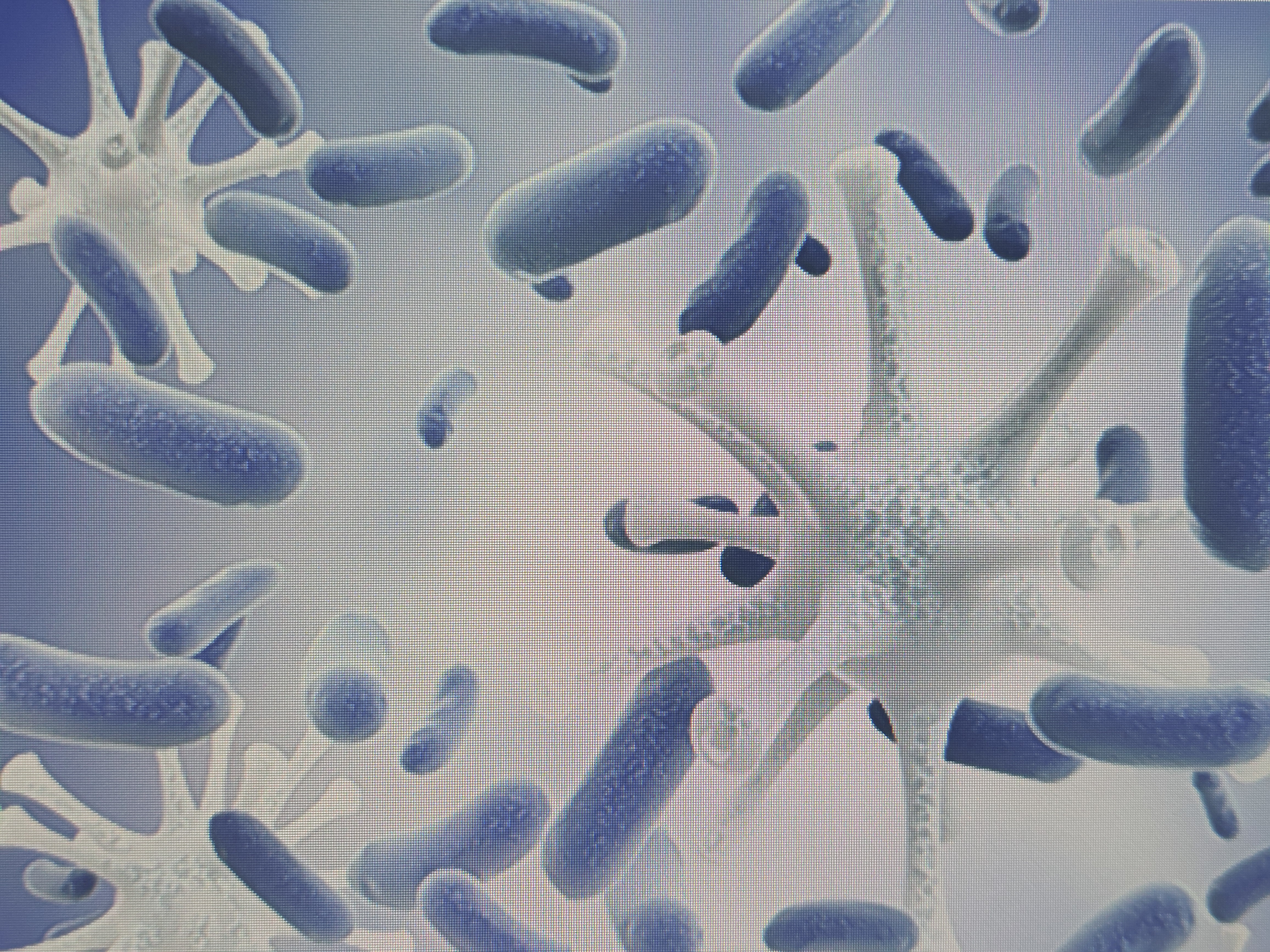 혈당유산균 복용법