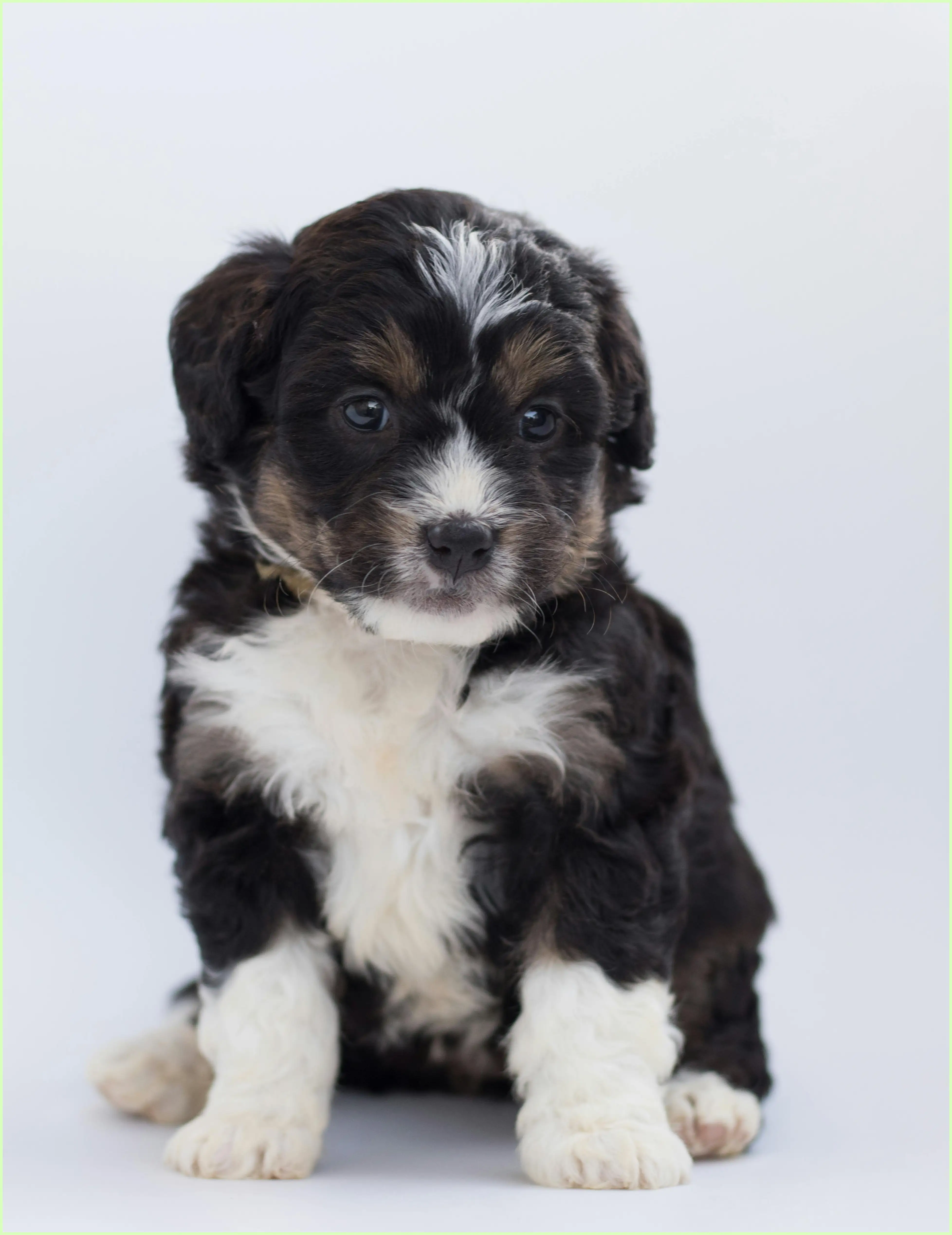 강아지 귤 먹어도 되나요? 소량 급여와 안전한 급여법