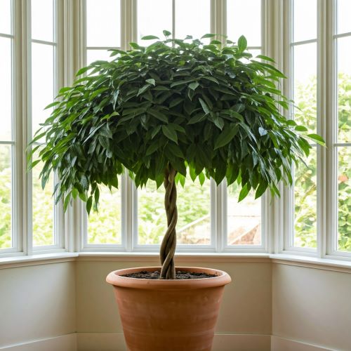 벤자민고무나무