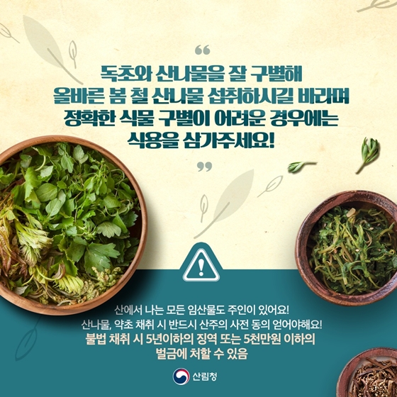 산나물 약초 구별법