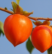 대봉감 홍시 만드는법