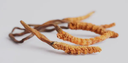 코듀셉스 관련 사진