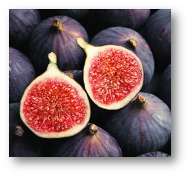 무화과 효능1