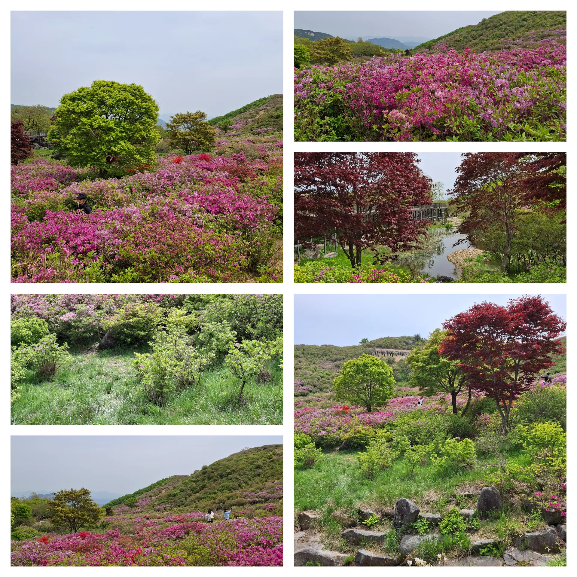 봄 황매산