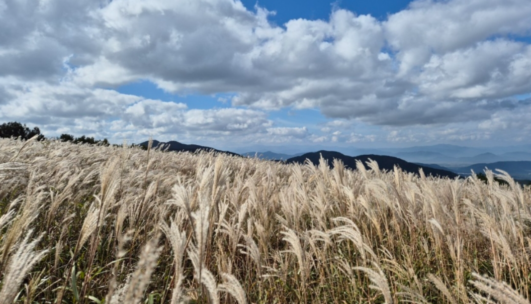 경주 무장산 억새