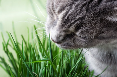 고양이풀을 먹는 고양이.