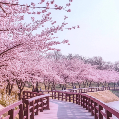  벚꽃 개화시기4