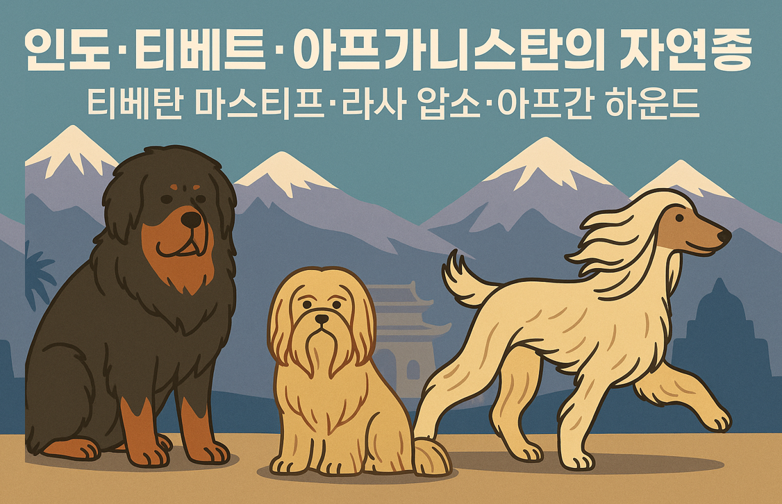 인도·티베트·아프가니스탄의 자연종 – 티베탄 마스티프·라사 압소·아프간 하운드 이미지