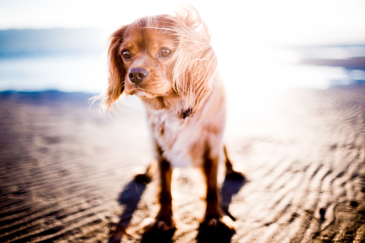 Signs of Aging in Dogs