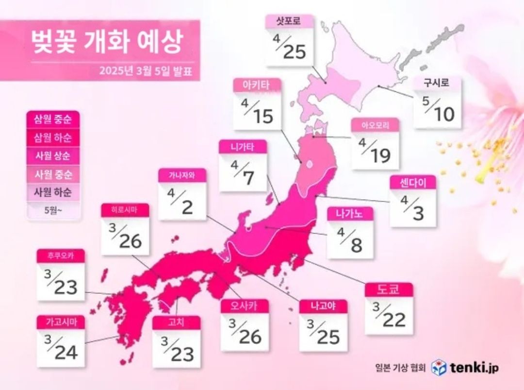 일본 벚꽃 개화시기