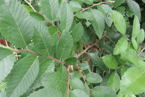 느릅나무껍질효능1