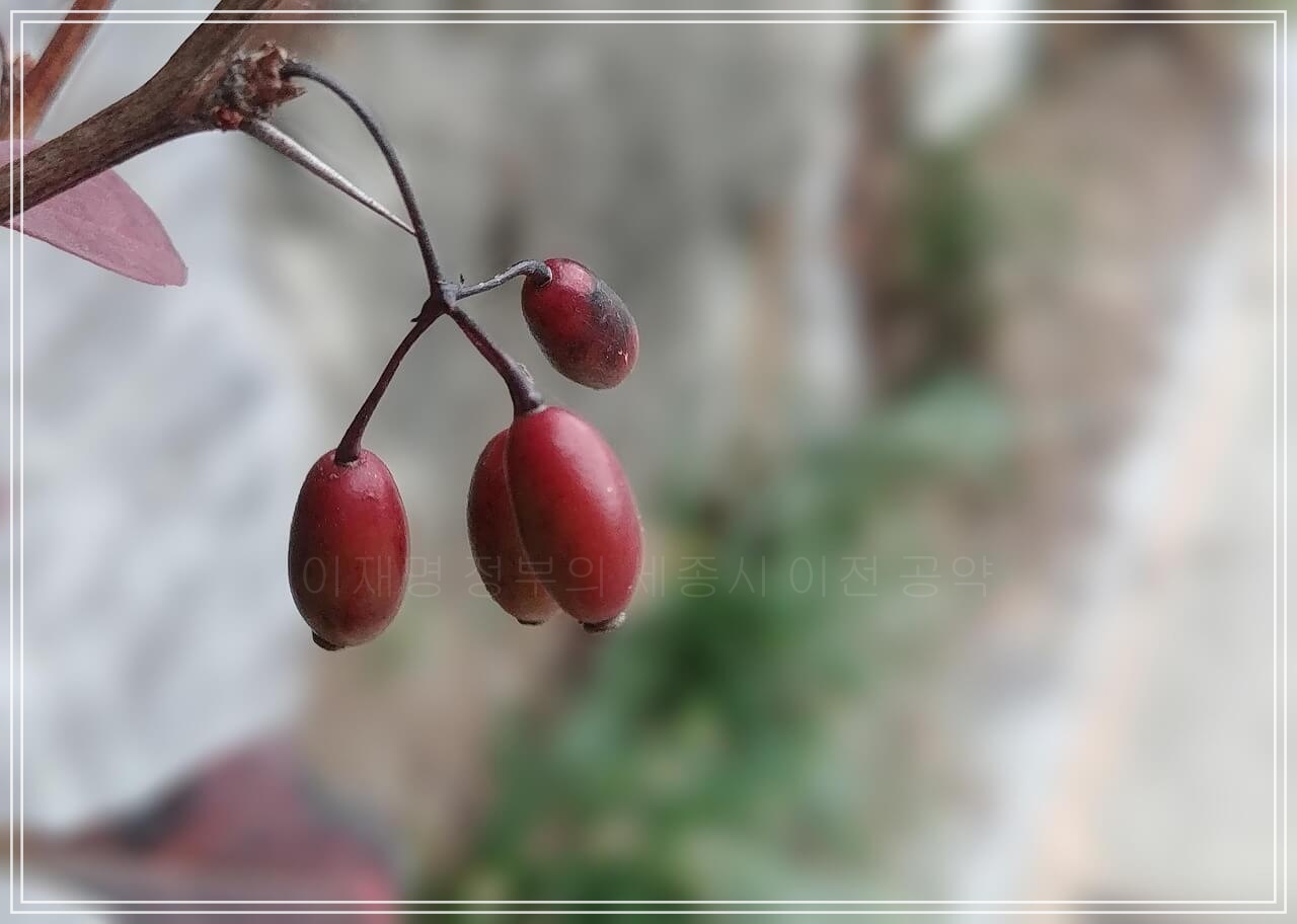 이재명 정부의 세종시 이전 공약, 2025년 최신 동향과 전망