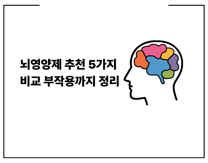 뇌영양제 추천 5가지 비교 부작용까지 정리