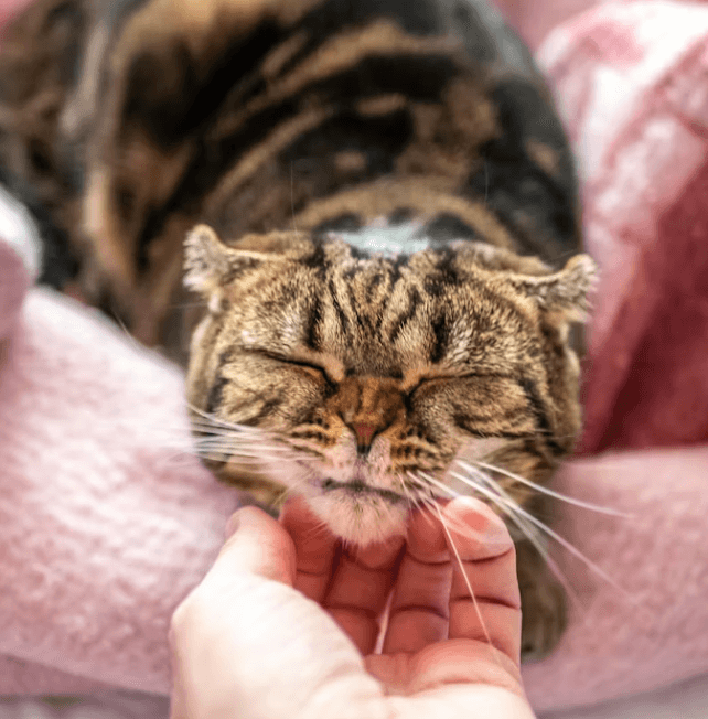 펫보험 비교: 가입 전 필수 체크리스트 5가지