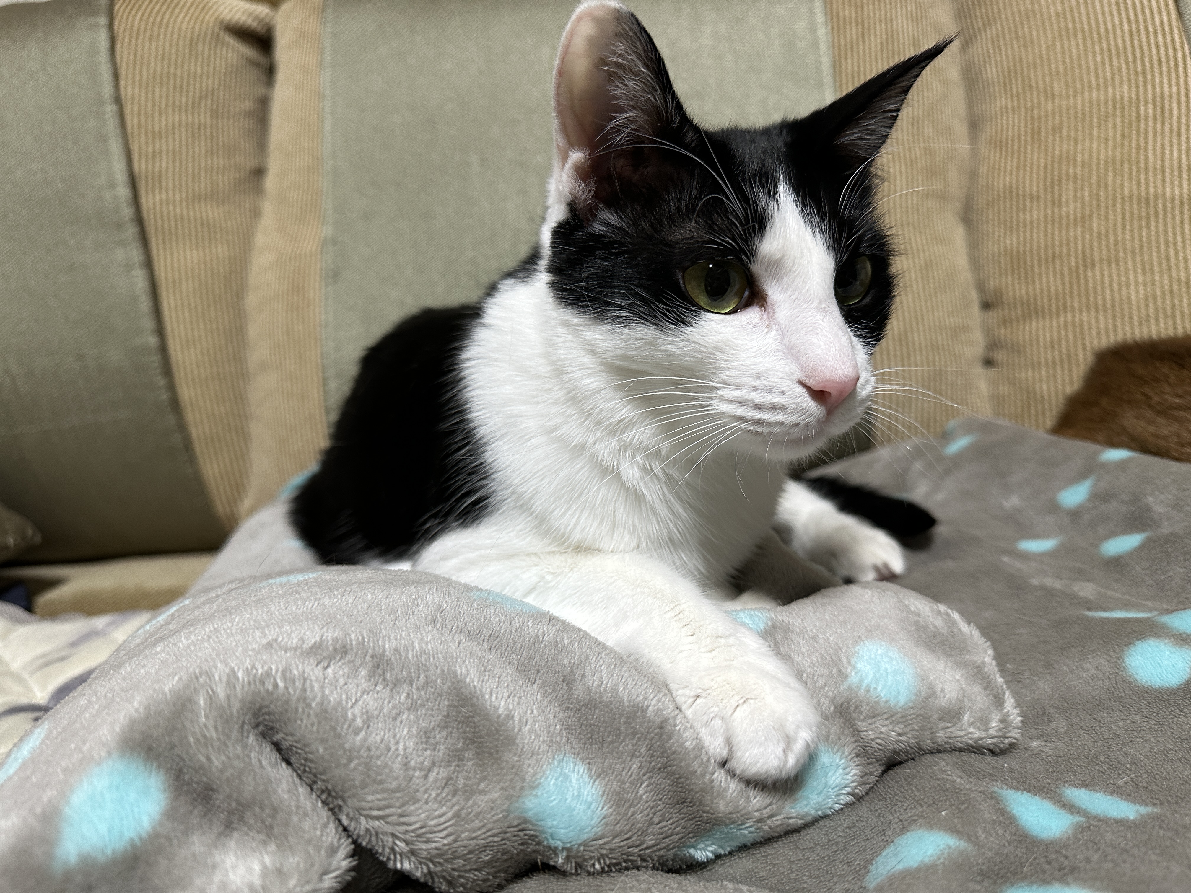 그루밍하다가 고장난 두리 ㅋ(feat. 접힌 앞발 킬포)