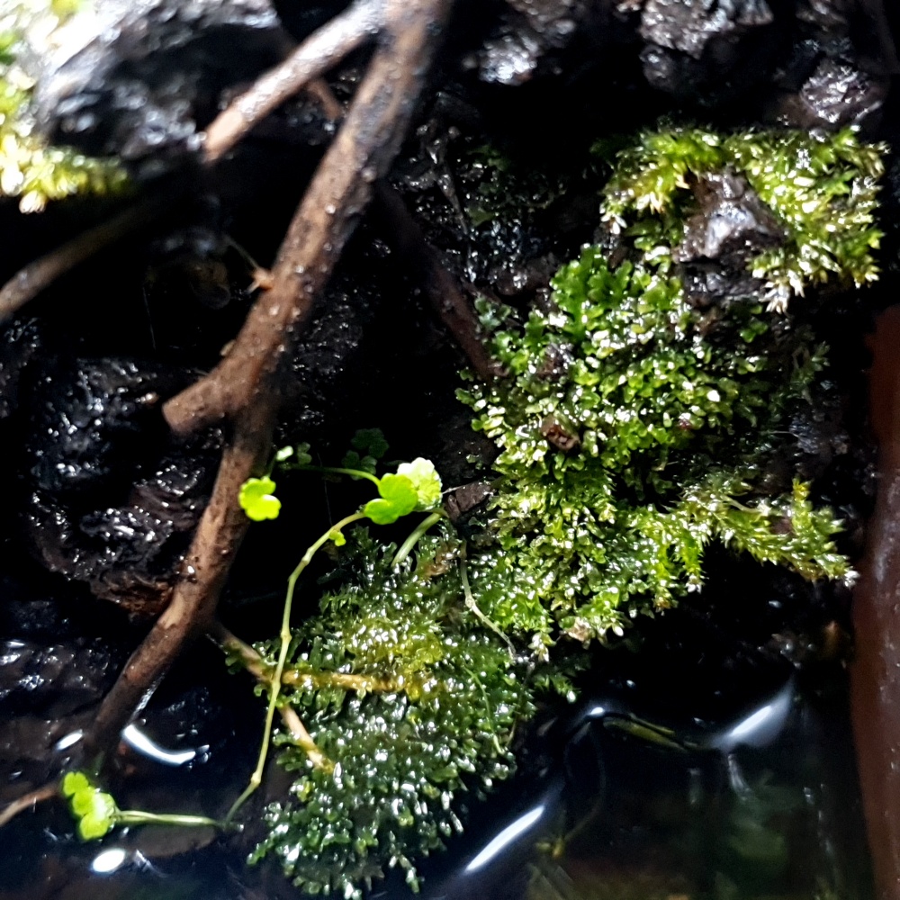 수상화된 프리미엄 모스