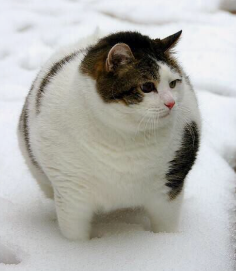 고양이 산책