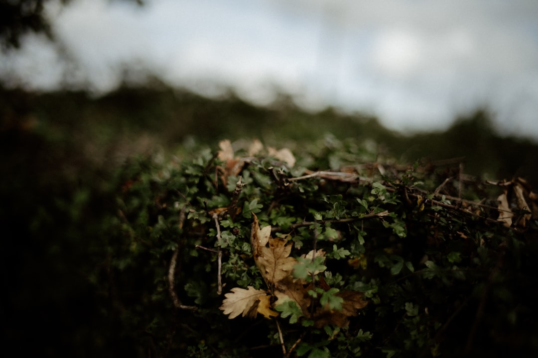 Hedge