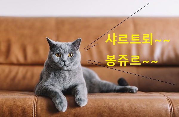 샤르트뢰 고양이 이미지 - 1