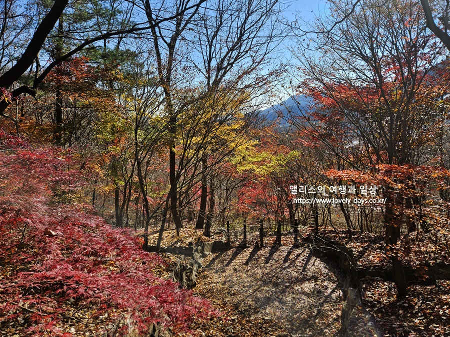 2025 화담숲 마지막 가을 단풍 화담채 분재 즐기기