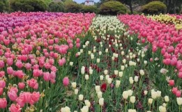 태안 튤립 축제(2025) 일정 맛집 추천관광지 관련 사진