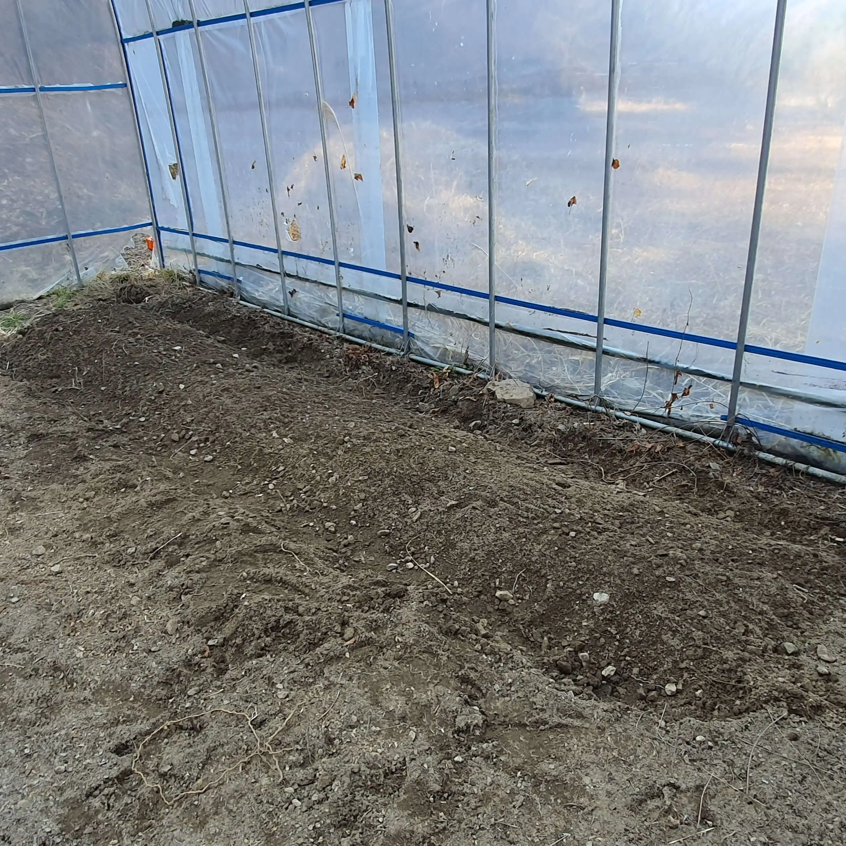 비닐하우스-내부-흙을-다듬고-상추씨앗을-뿌려놓은-모습