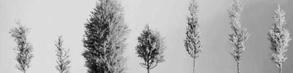 율마 키우는 방법: 물주기