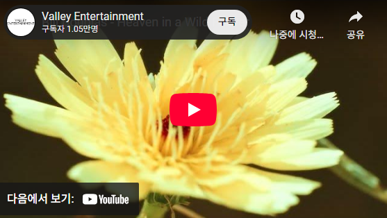 천국의 야생화