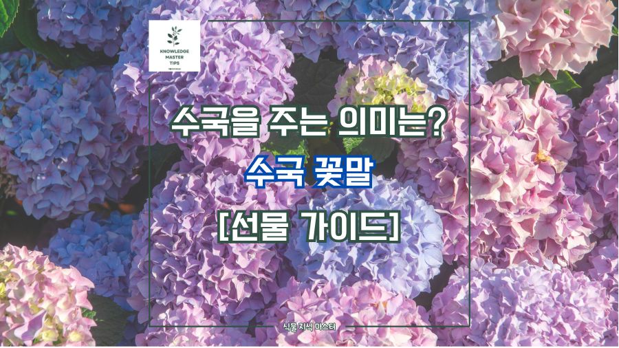 "수국을 주는 의미는? 수국 꽃말 [선물 가이드]"