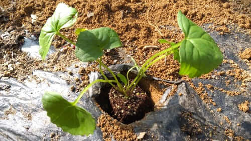 곰취재배-모종심기-모종-심는방법-정식방법