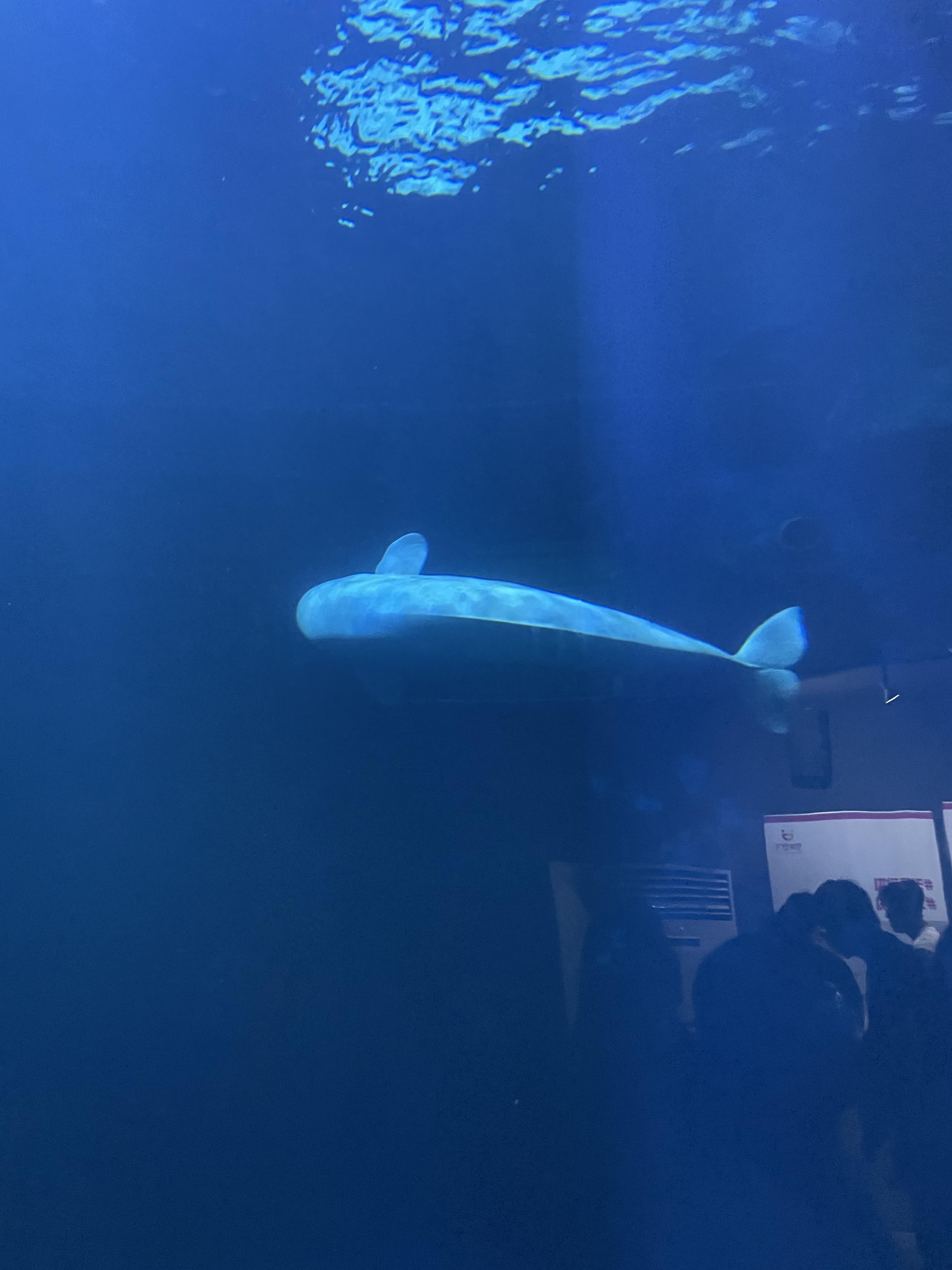 여수 아쿠아플라넷