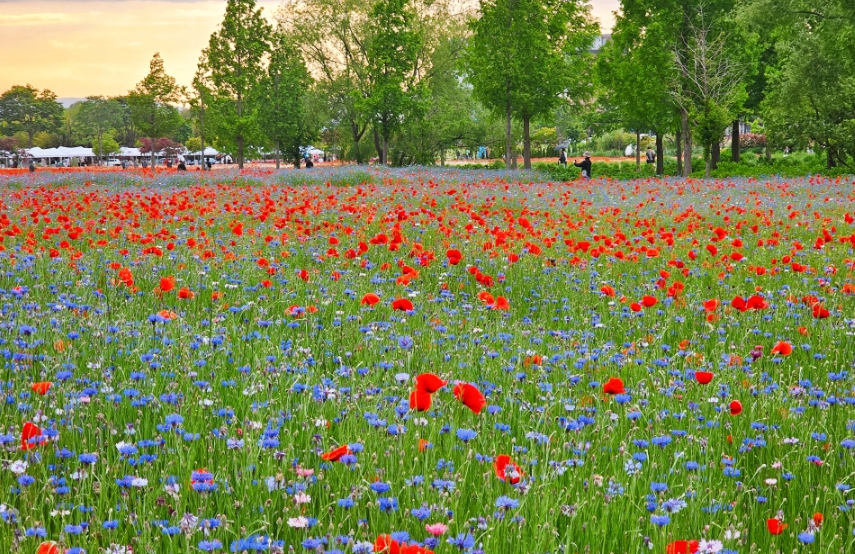 태화강 국가정원 봄꽃축제1