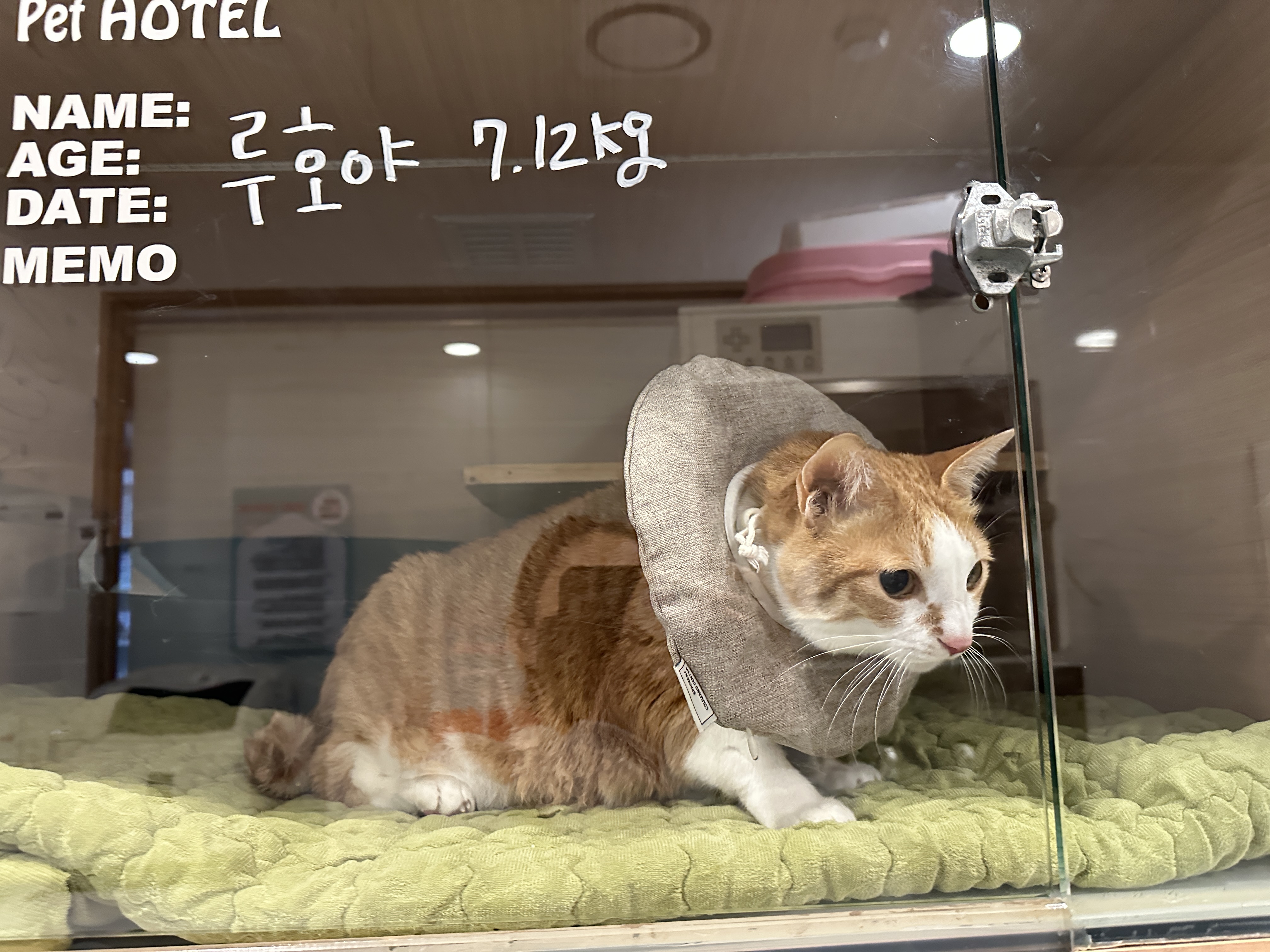 다시_입원한_호야_4