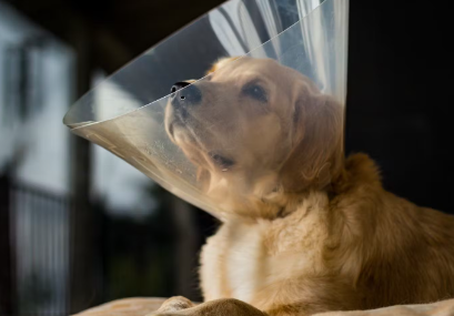 개가 화상을 입었을 때.