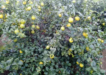 레몬 재배 화분 재배 실내 월동 가지 치기_31