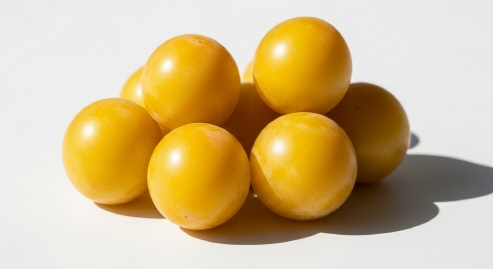 햇볕을 받으며 노랗게 변해가는 황매실 클로즈업