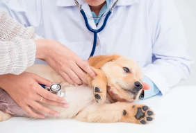 강아지 치료받는 사진/출처:어도비스톡