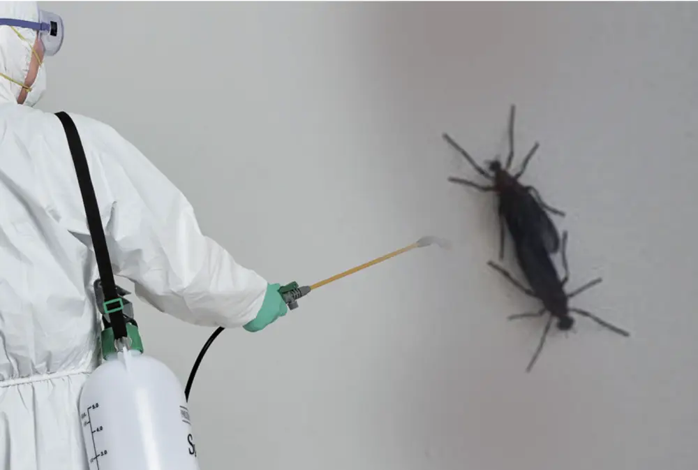 분무기로 러브버그 퇴치