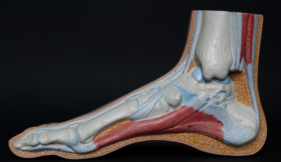 스트레칭과 가벼운 운동으로 아킬레스 건염을 예방해요