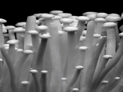 팽이버섯 사진20