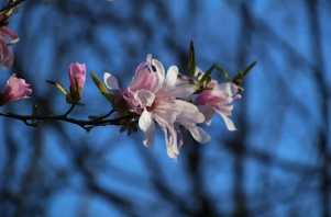 봄 향기 가득한 달래 손질 꿀팁: 알뿌리 까만 딱지 제거부터 식초물 세척 비법까지