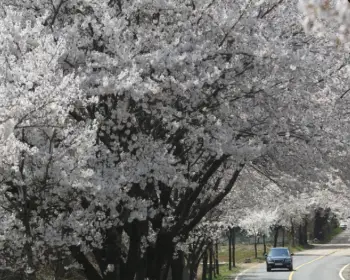 벚꽃 개화시기_15