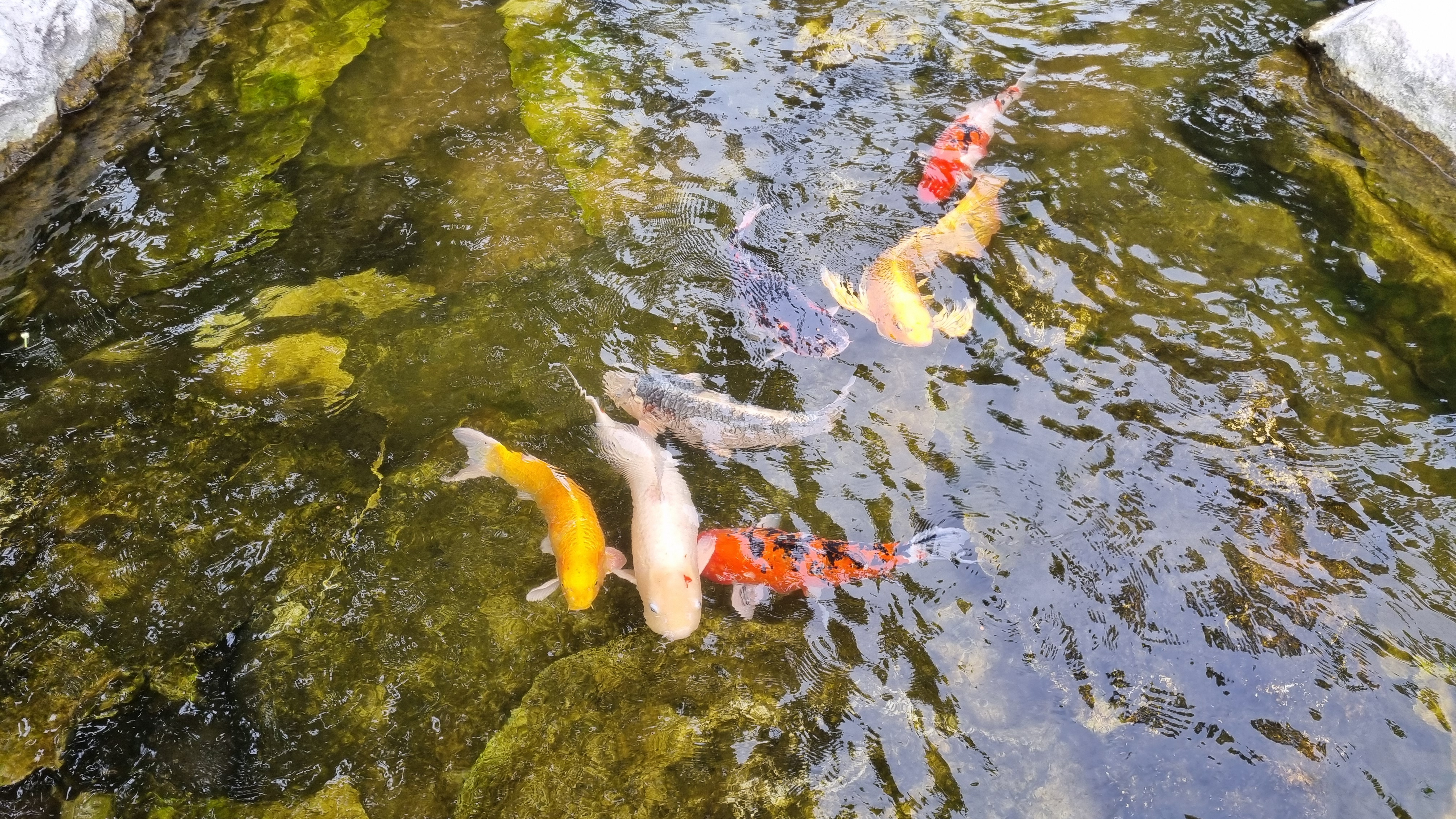 제주 신라호텔