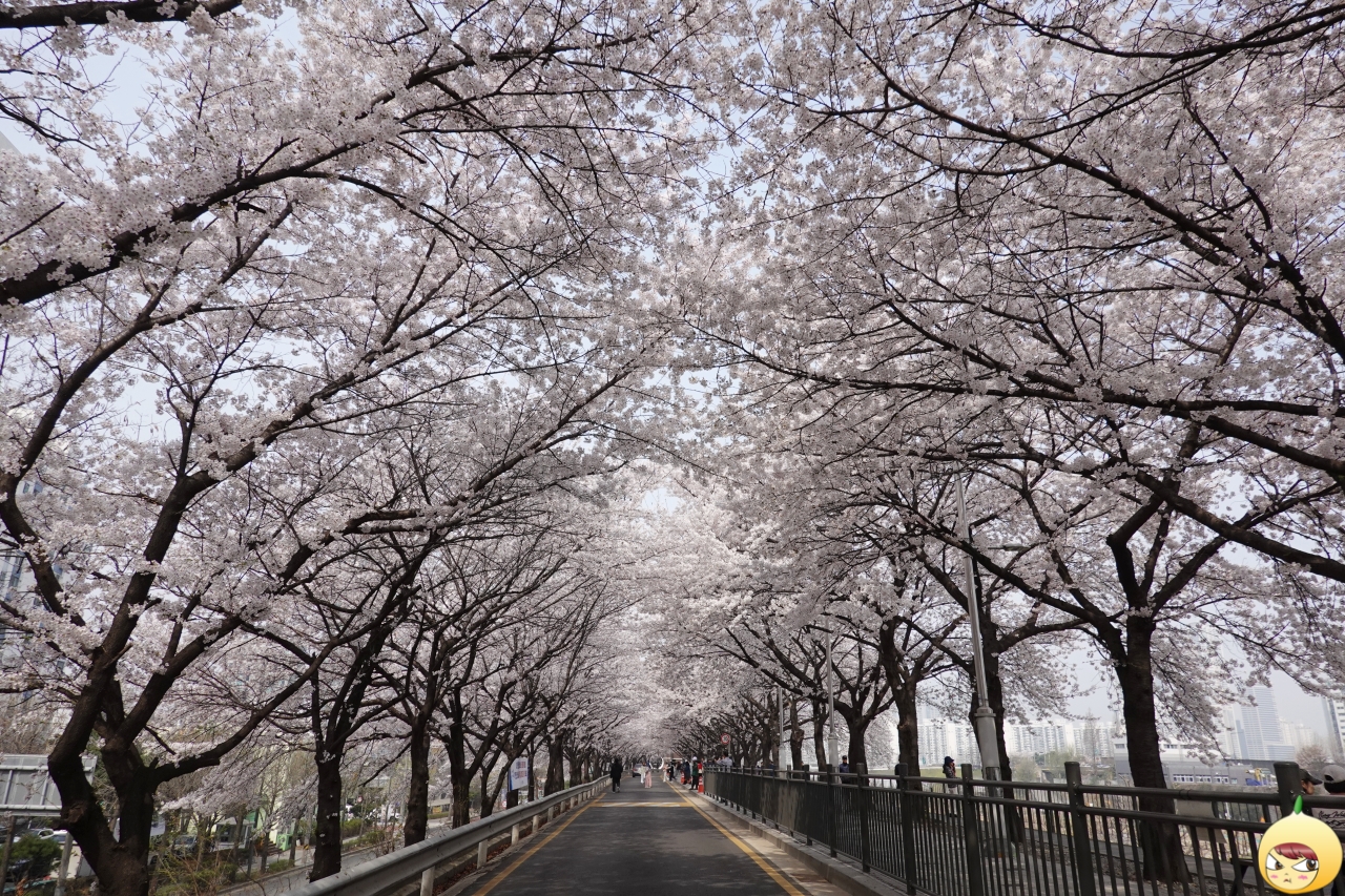 도림천 벚꽃터널