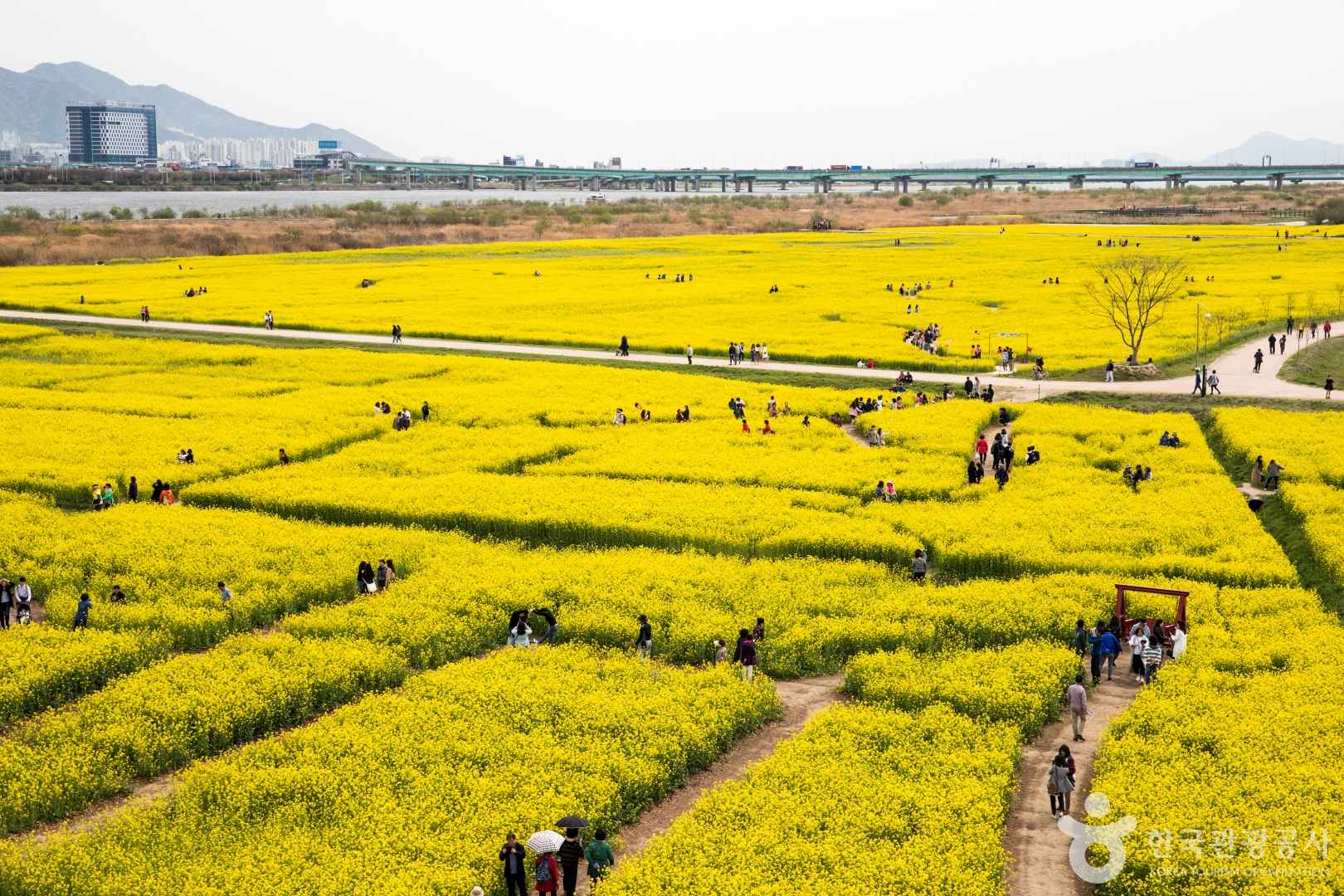부산 대저생태공원