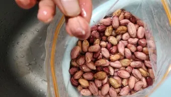 땅콩 심는 시기 수확시기 모종 파종_6