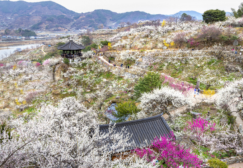 광양매화축제
